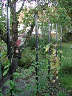 Freistehendes Rankgitter aus T-Stahl