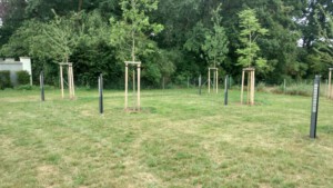 Baumbestattung am Friedhof Veitsbronn